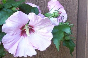 His favorite Plant_0201BG